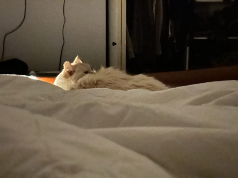 Blue lying on bed at night