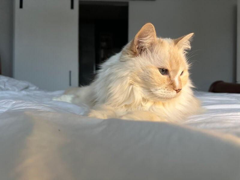 Blue lying on the bed