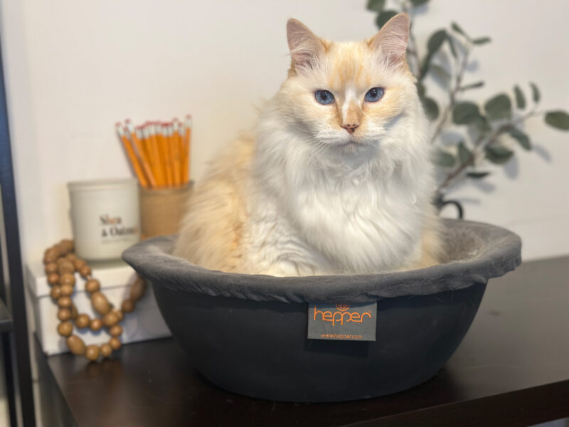 Blue sitting on Hepper cat nest