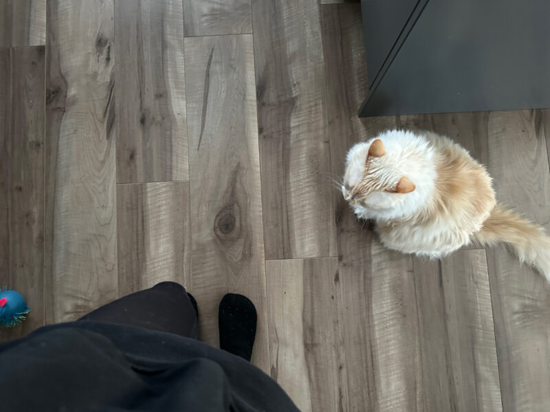 Blue waiting to be fed