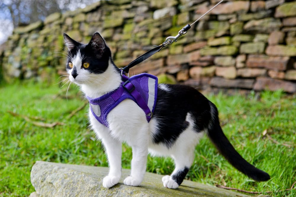 Cat With Harness