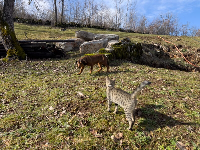 Lajka and Minnie walking outdoor