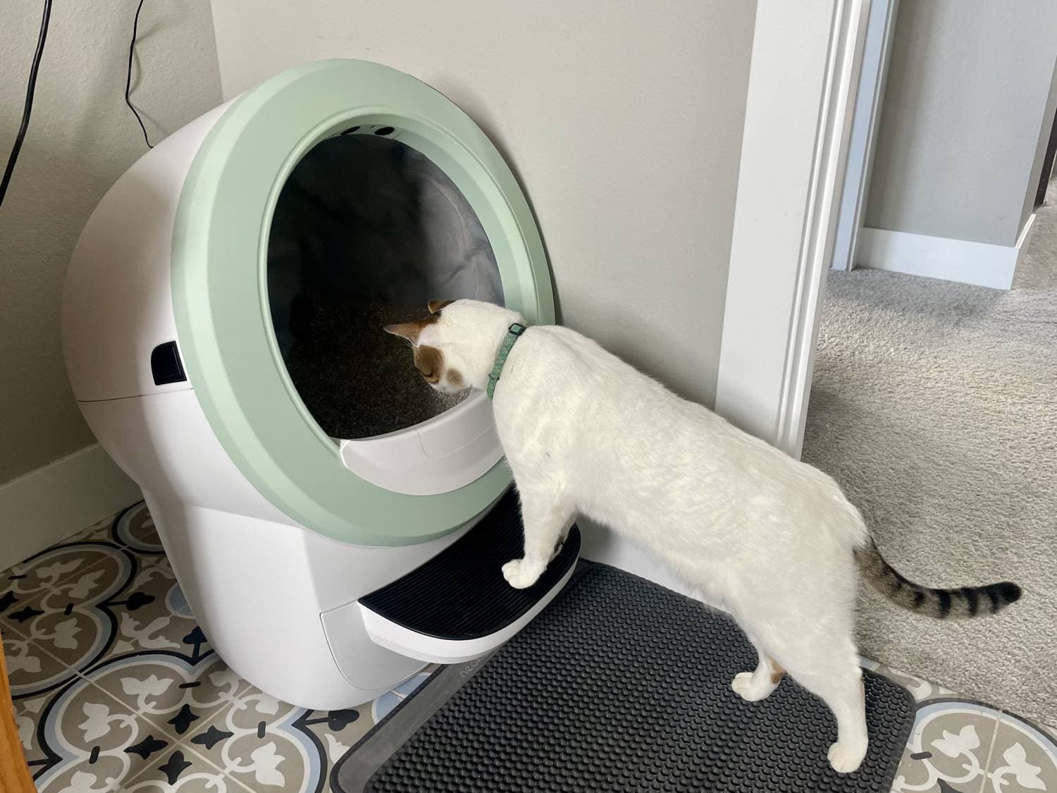 Litter-Robot 4 Review 2025 - cat looking in the inside
