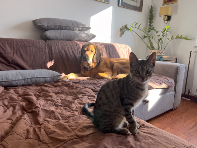 Minnie and Lava on the couch
