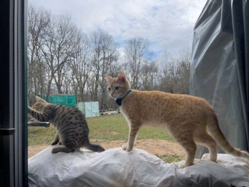 Minnie and Nara exploring outdoor