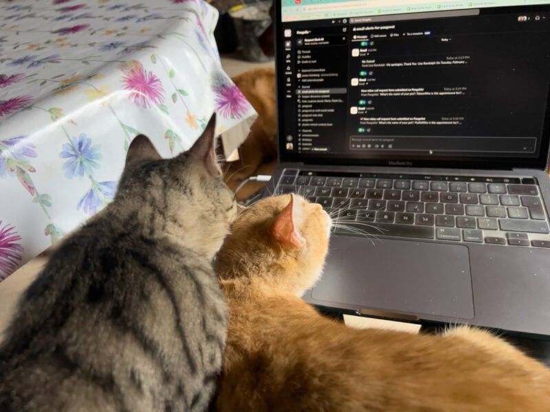 Minnie and Nara on Maja's lap looking at the laptop