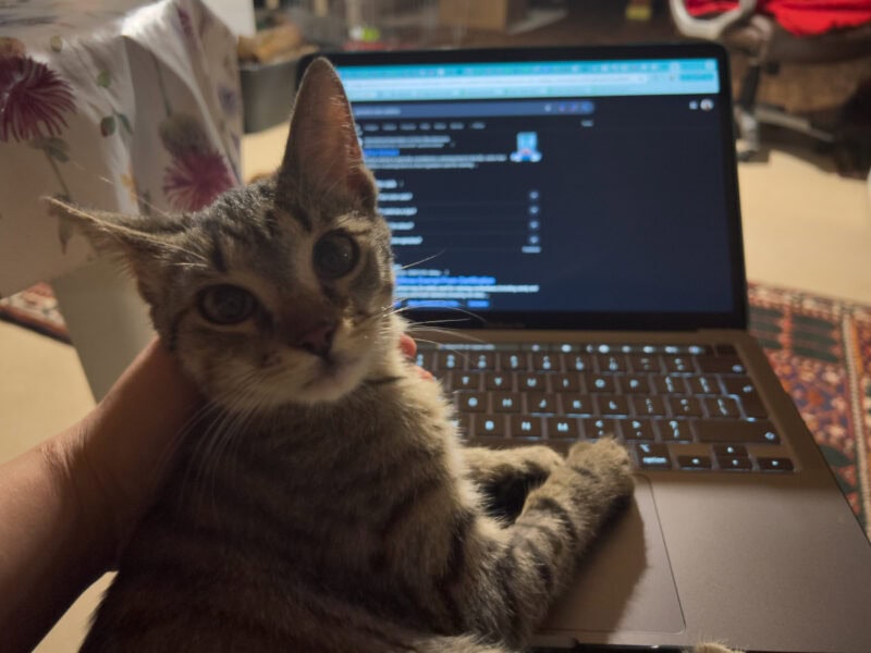 Minnie looking at the camera and lying on Maja's lap