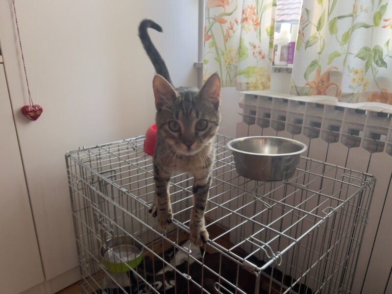 Minnie on the crate