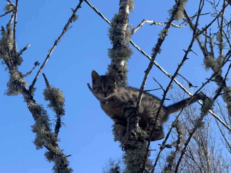 Minnie on the tree branch