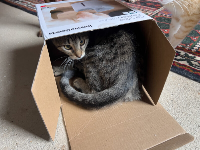 Minnie playing in the box