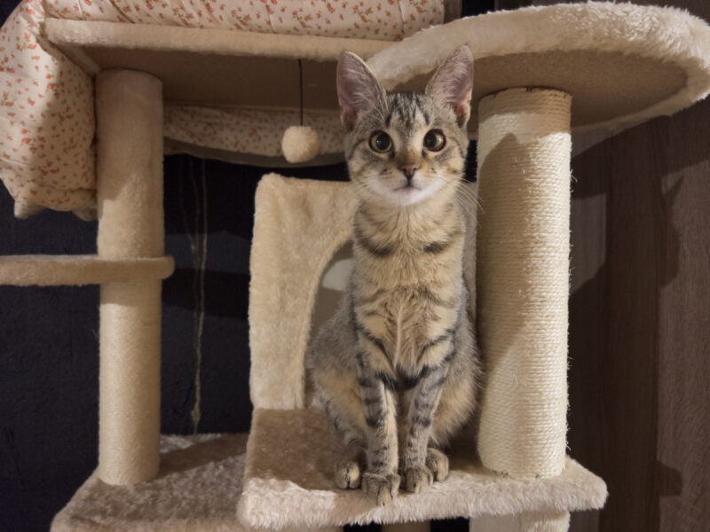 Minnie sitting on the cat tree