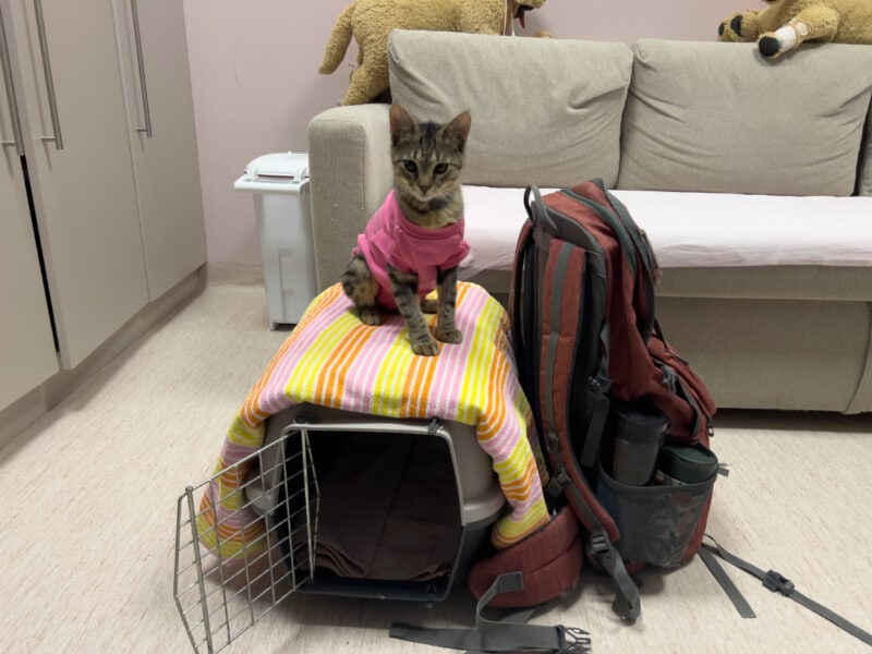 Minnie sitting on the pet carrier