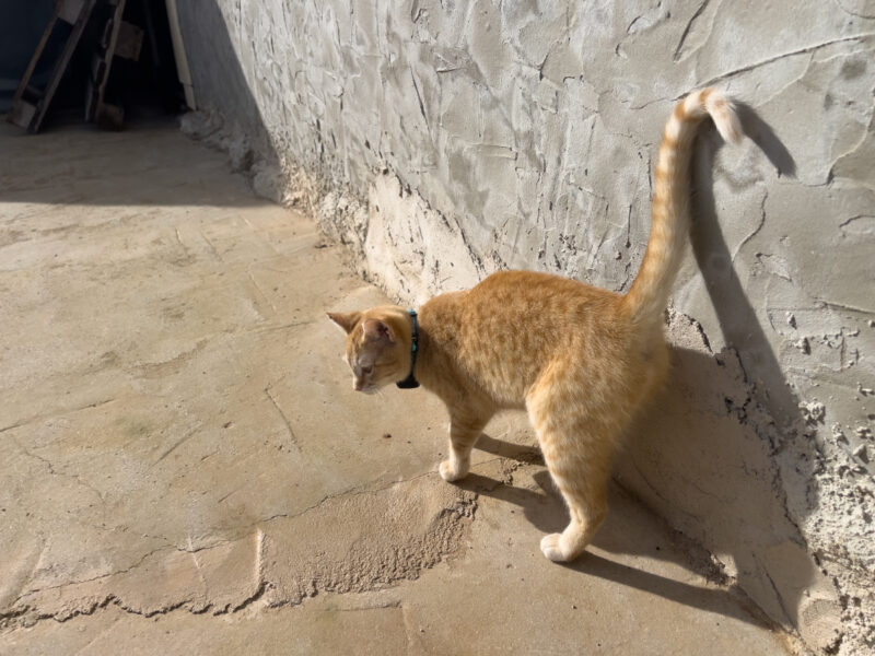 Nara exploring outdoor