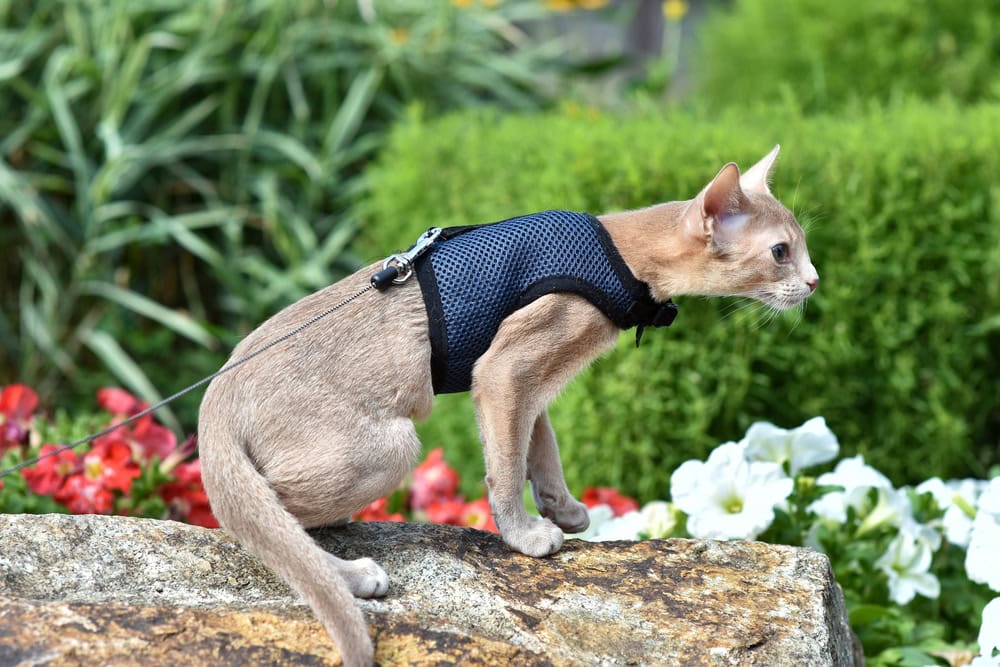 Young Abyssinian cat color Faun with a leash