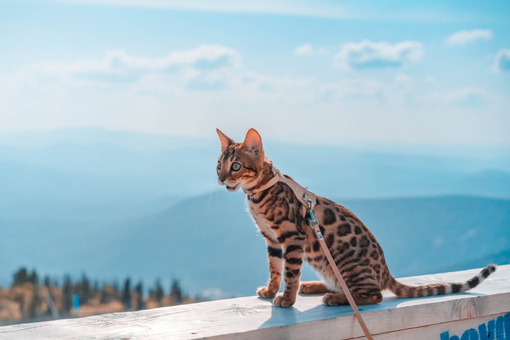 Young bengal cat on a leash