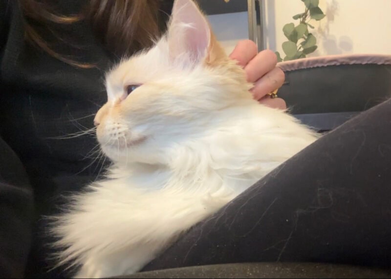 Blue lying on Amanda's lap