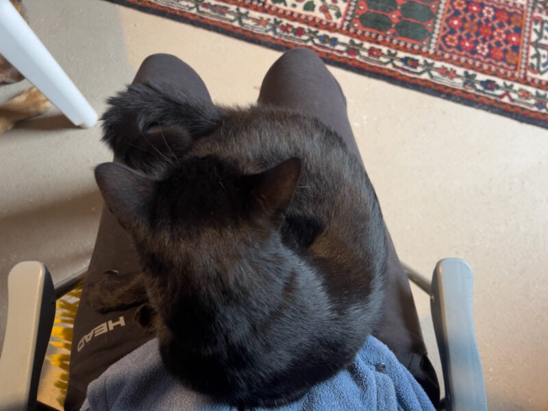 Miki lying on Maja's lap