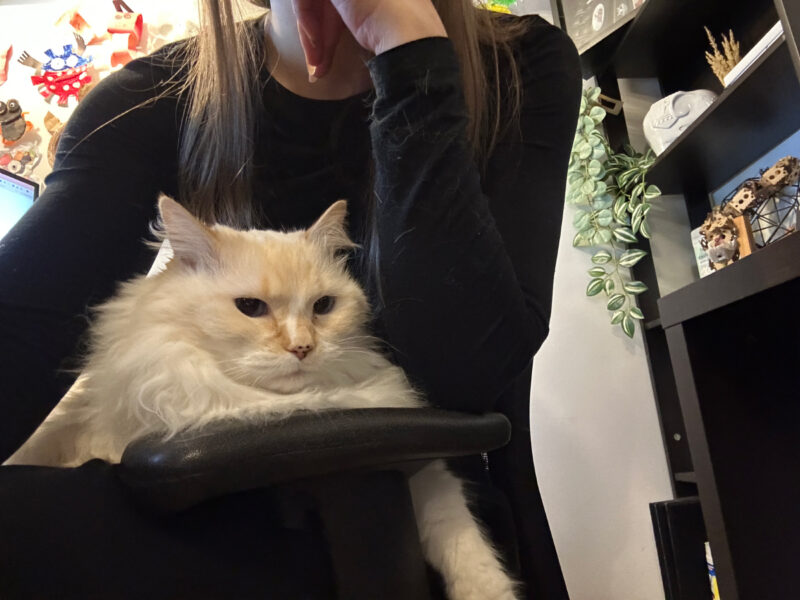 Blue comfortbaly lying on Amanda's lap