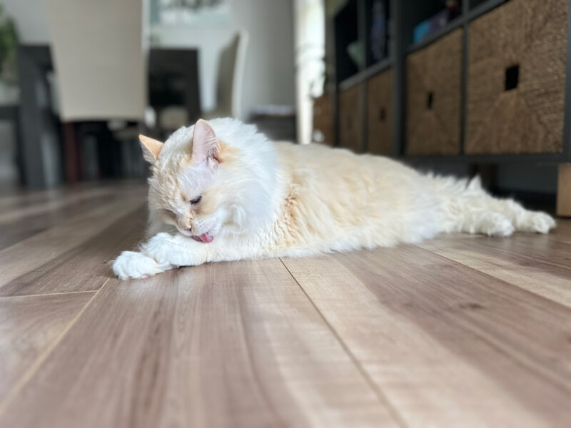 Blue licking her paw