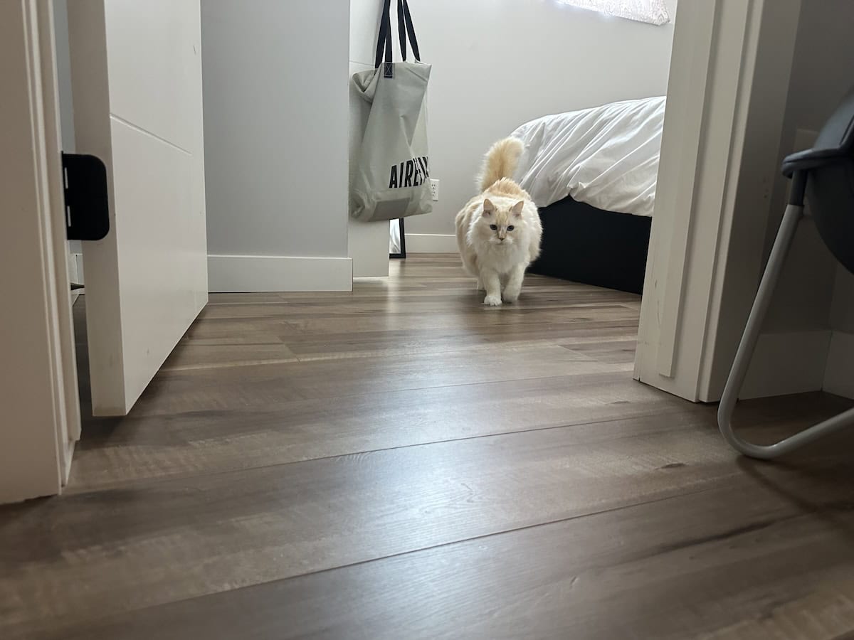 Blue walking out of the guest room