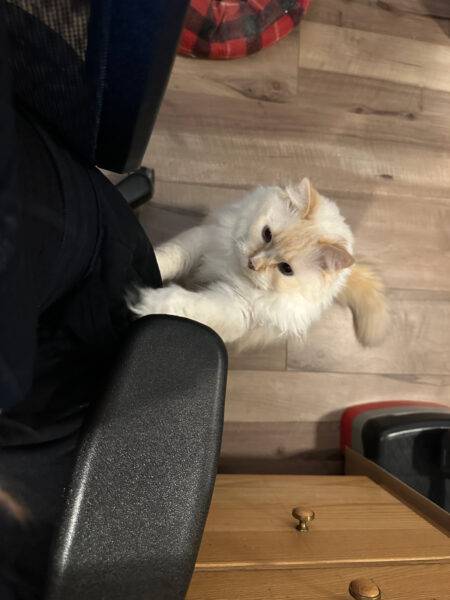 Blue wanting to be on Amanda's lap