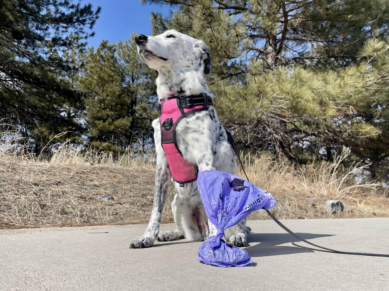 Finn Plant-Based Poop Bags Review - dog with used poop bag