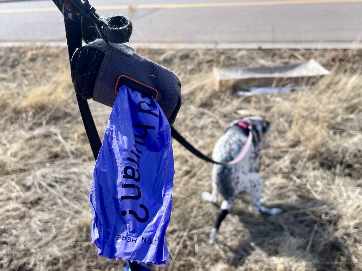 Finn Plant-Based Poop Bags Review - product with dog pooping