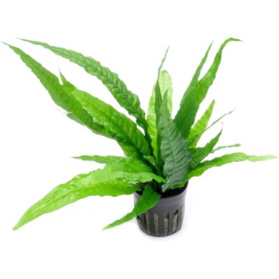 Java Fern