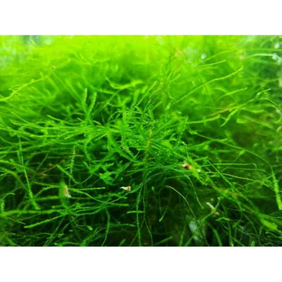 Java Moss
