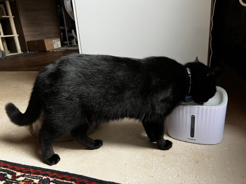 Miki drinking water from the fountain