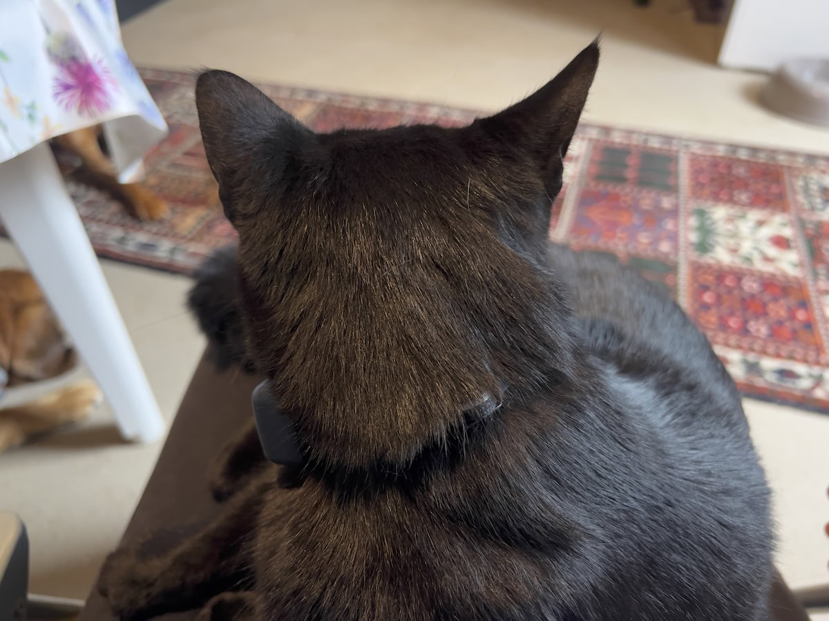 Miki sitting on Dr Maja's lap