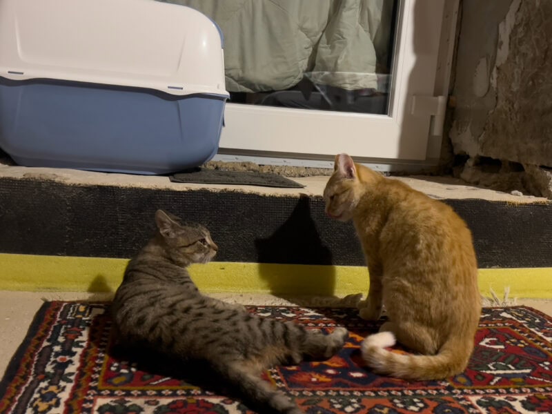 Minnie and Nara playing near the litter box