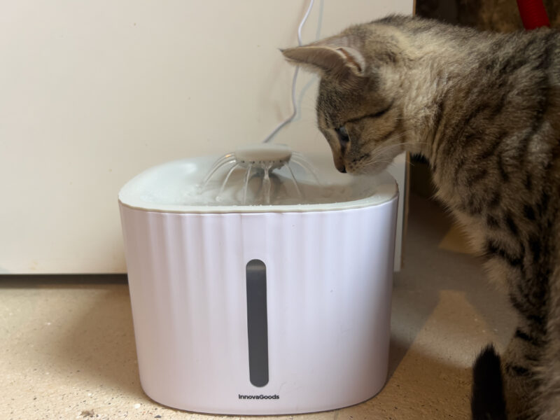 Minnie curiously looking at the water fountain