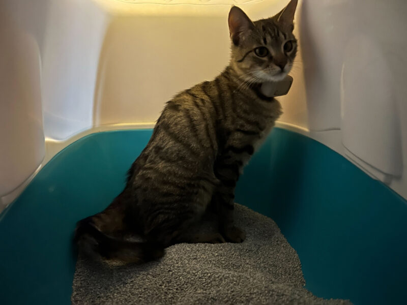Minnie using the litter box