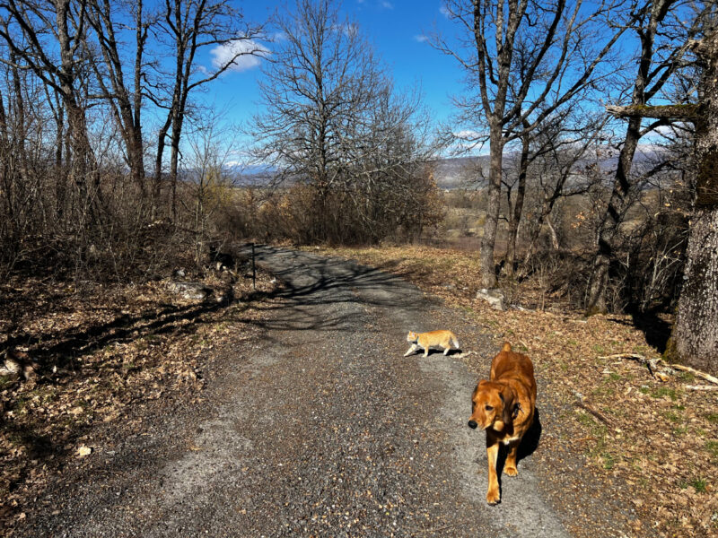 Nara and Lava walking outdoor