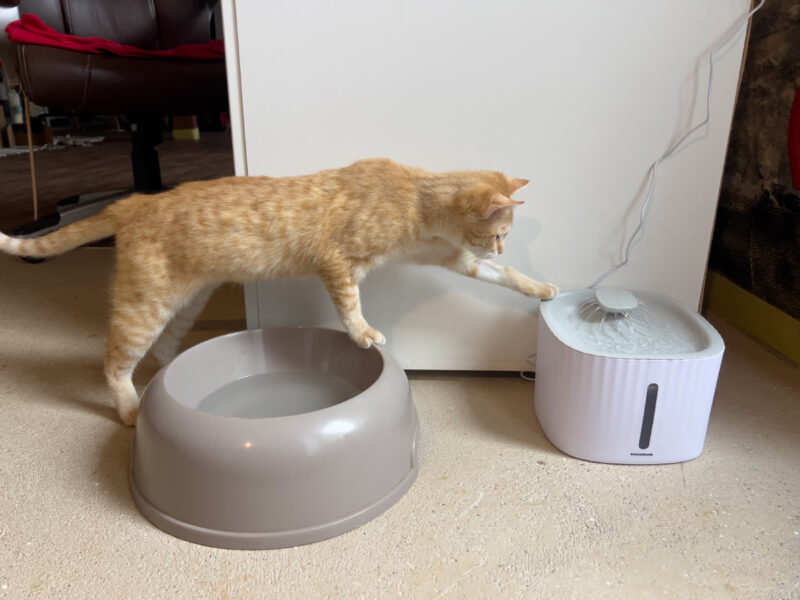 Nara cautiously investigating the water fountain