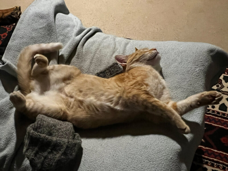 Nara lying on her back