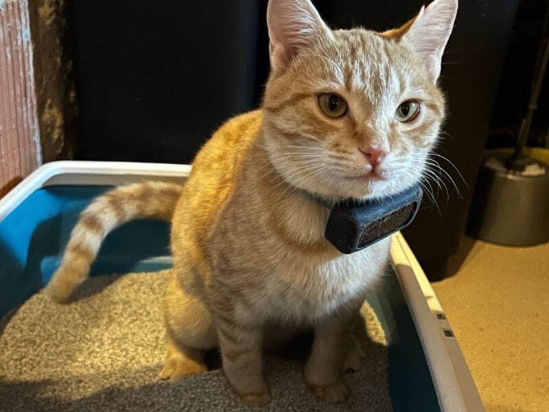 Nara using the litter box