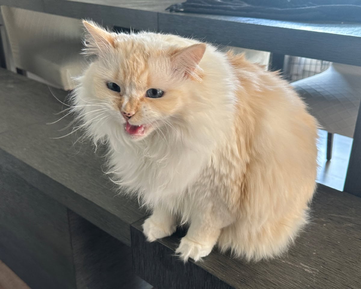 Blue asking for her food