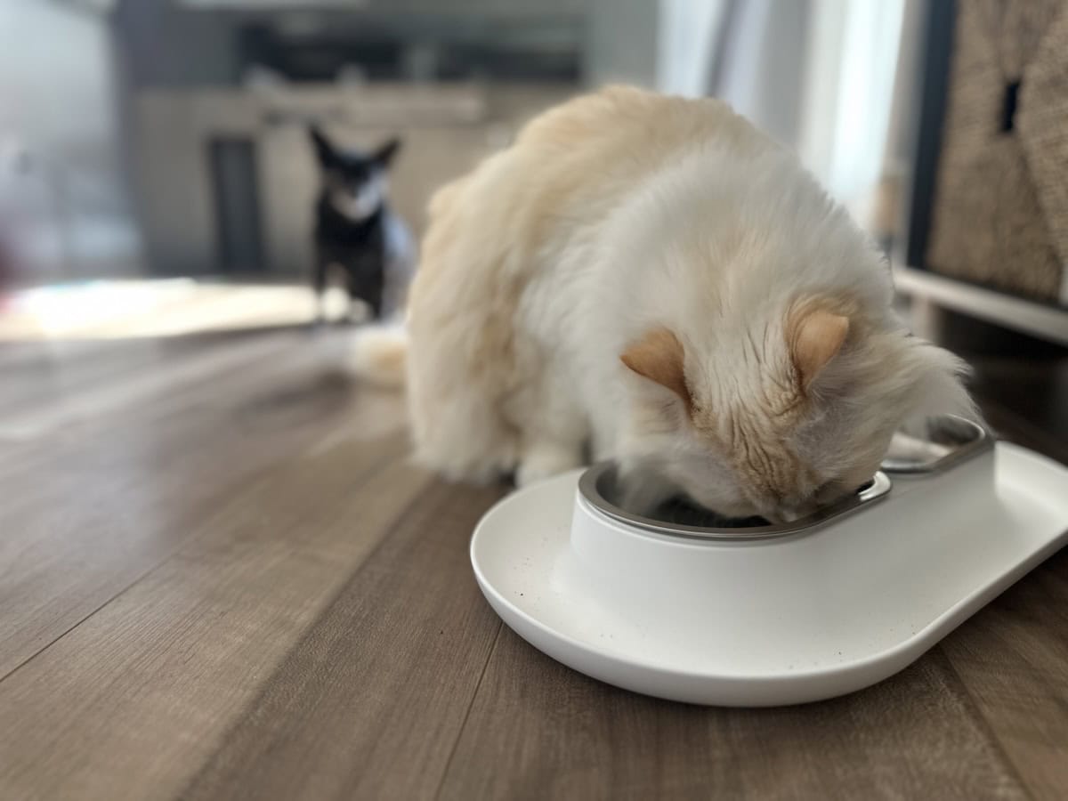 Blue eating from her Hepper bowl with Subi in the background