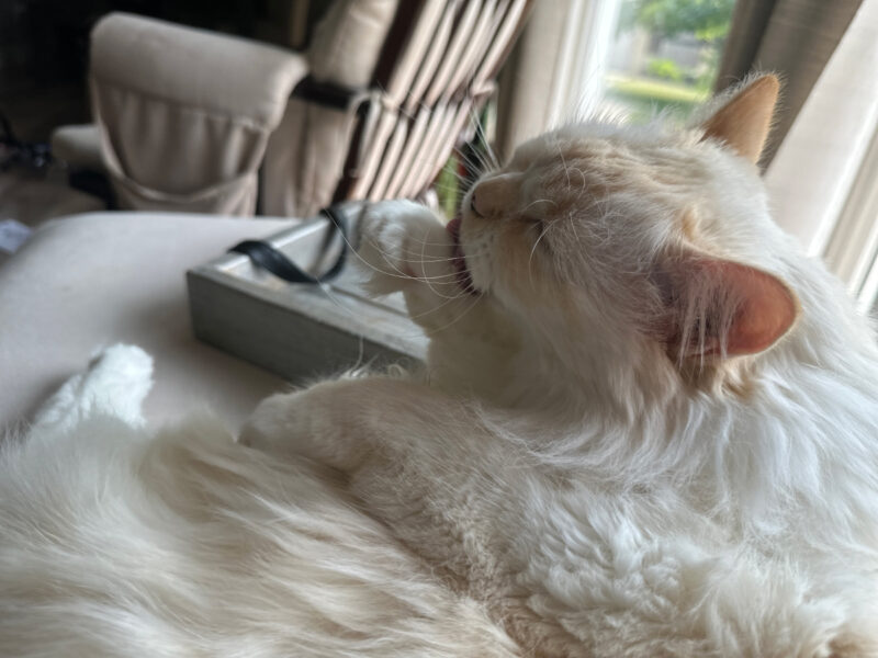 Blue grooming her paw