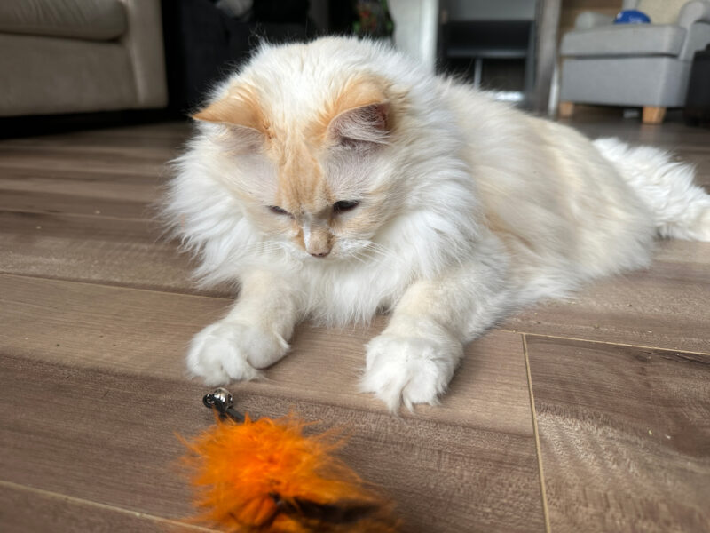 Blue looking at the feather toy on the floor