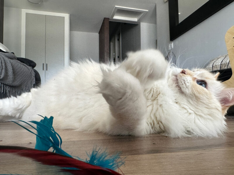 Blue lying on her back on the floor