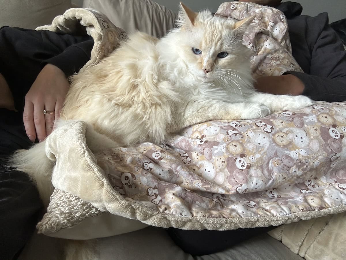 Blue lying on the couch