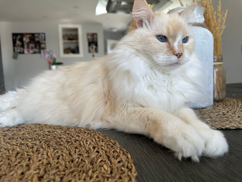 Blue lying on the table