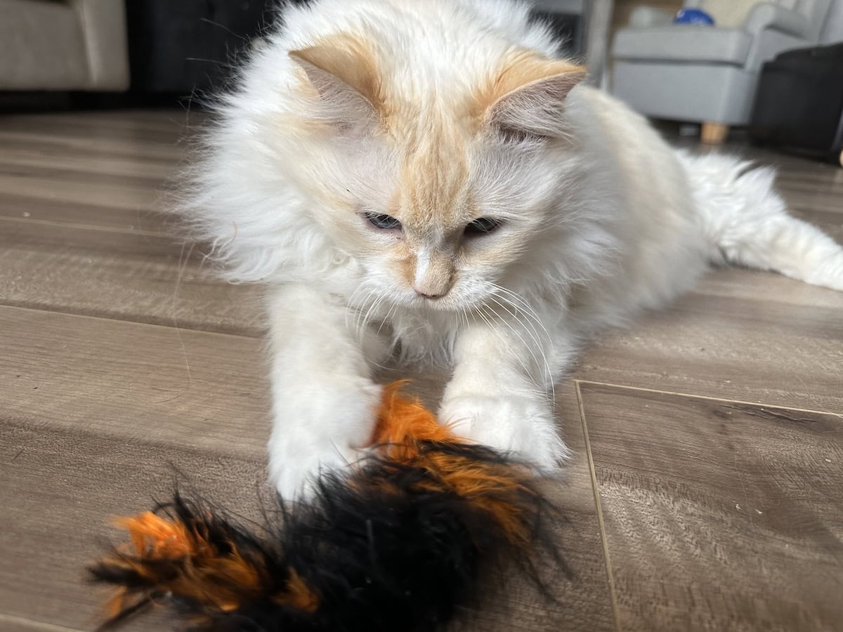 Blue playing with a feather toy