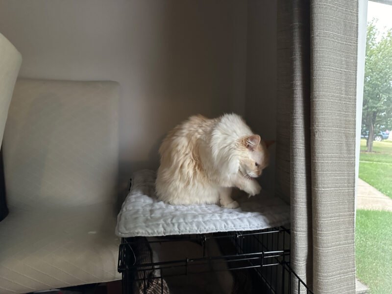 Blue sitting on top of the crate and licking her paw