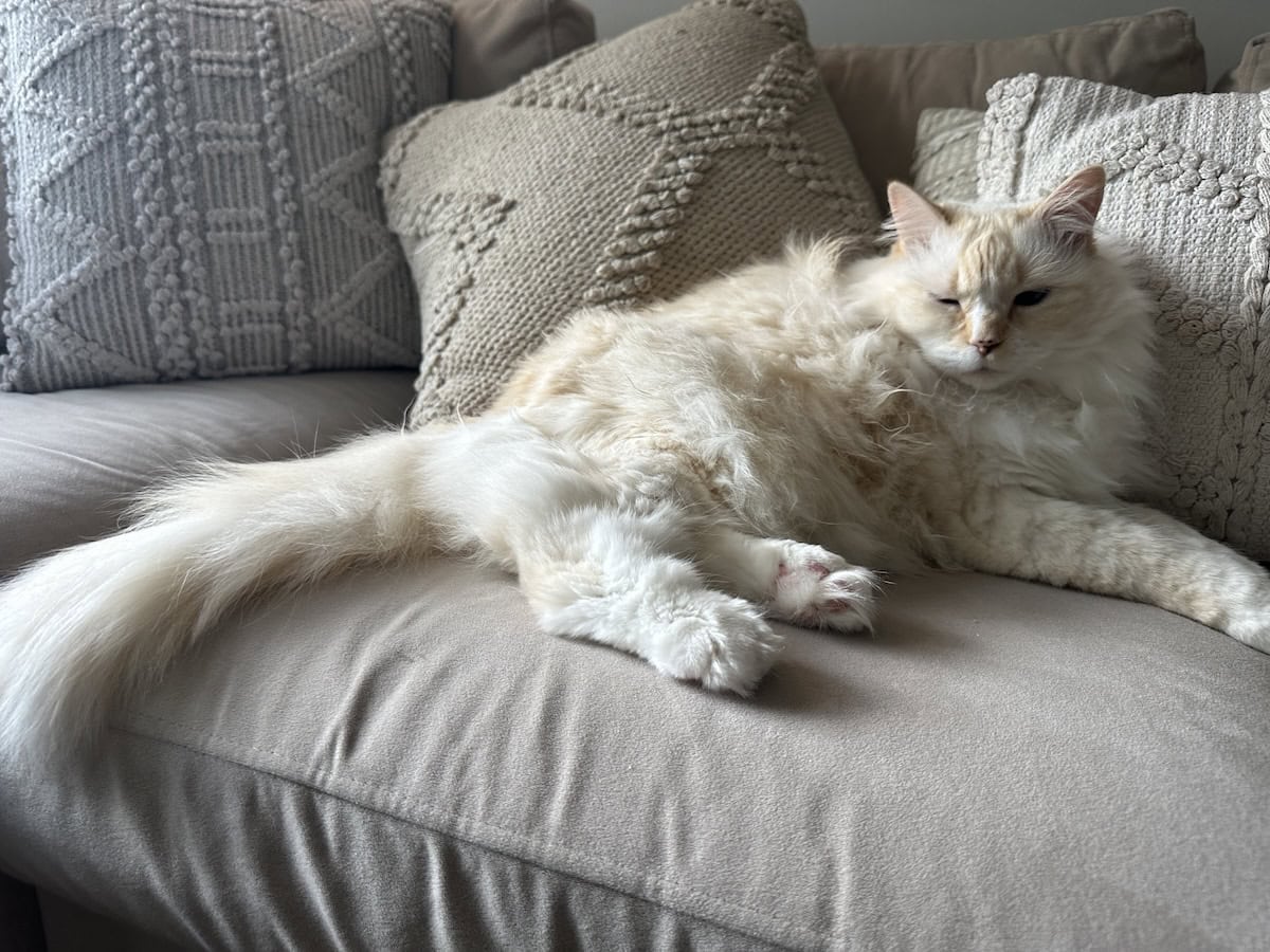Blue taking a nap on the couch