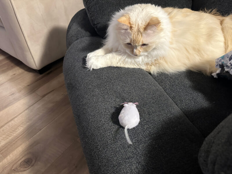 Blue watching the mouse toy