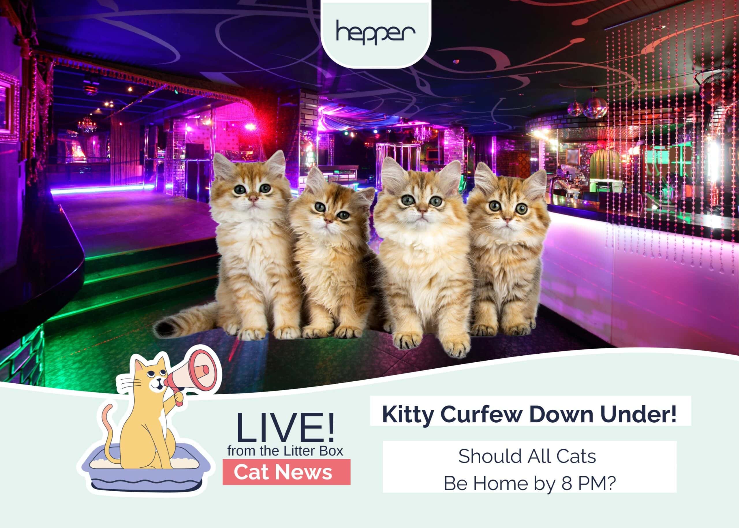 Hepper_Weekly Mews Cat Curfew in Melbourne